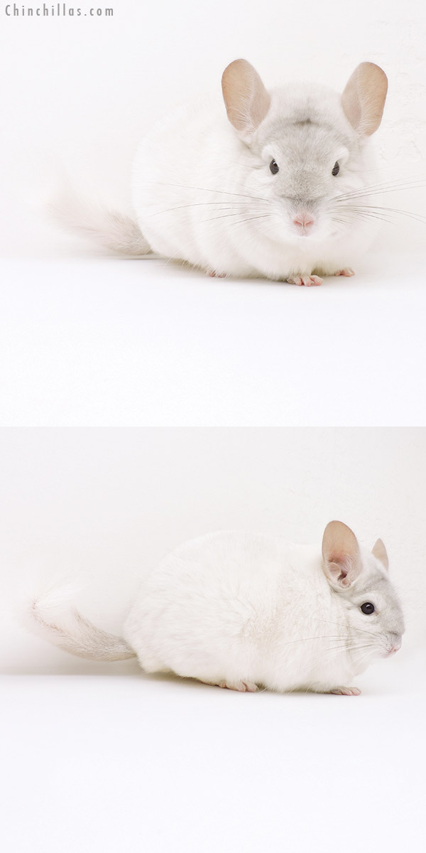 Chinchilla or related item offered for sale or export on Chinchillas.com - 16252 Herd Improvement Quality Pink White Male Chinchilla
