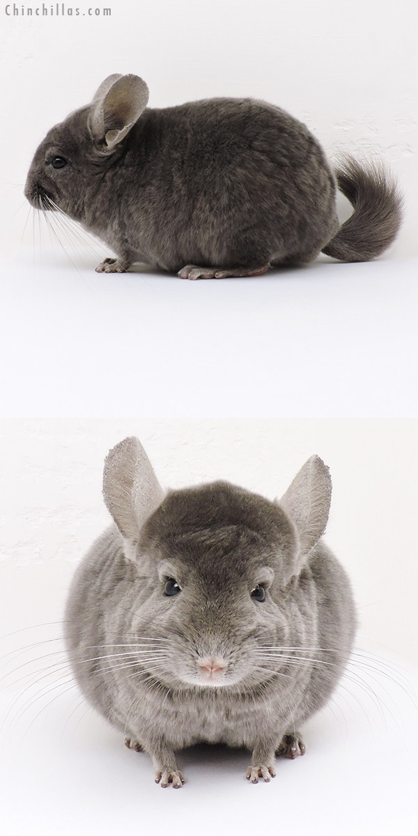 Chinchilla or related item offered for sale or export on Chinchillas.com - 16271 Wrap Around Violet Male Chinchilla