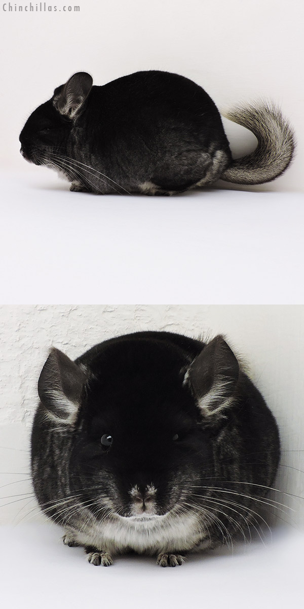 Chinchilla or related item offered for sale or export on Chinchillas.com - 16143 Large Brevi Type Show Quality Black Velvet Female Chinchilla