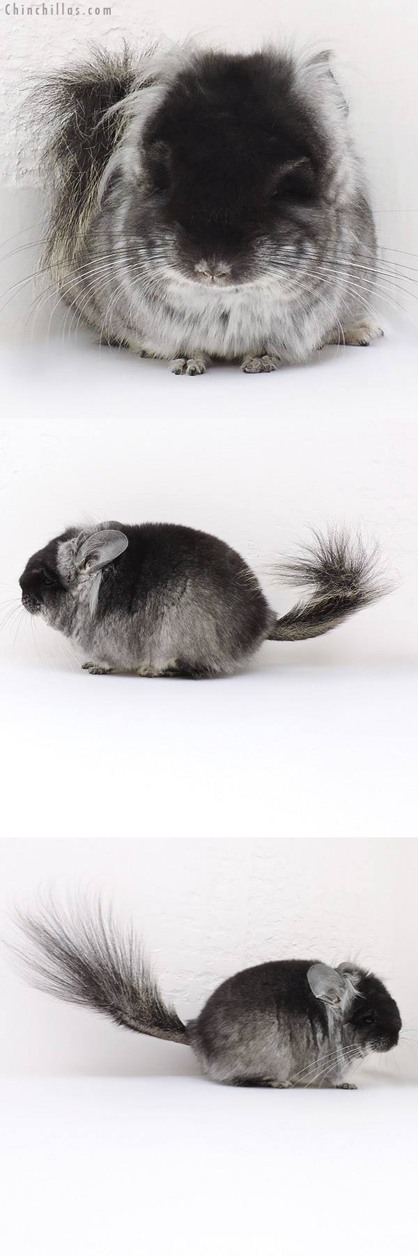 Chinchilla or related item offered for sale or export on Chinchillas.com - 16251 Exceptional Black Velvet ( Violet Carrier )  Royal Persian Angora Male Chinchilla with long Ear Tufts