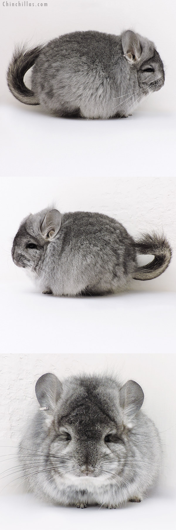 Chinchilla or related item offered for sale or export on Chinchillas.com - 16278 Exceptional Standard  Royal Persian Angora Female Chinchilla with Lion Mane