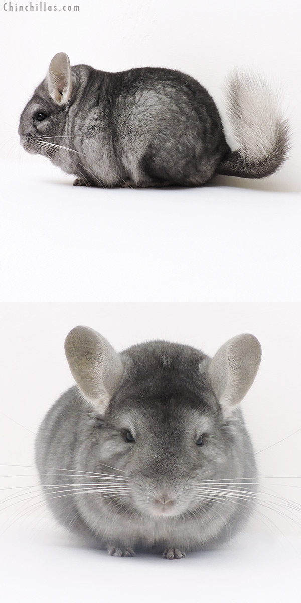 Chinchilla or related item offered for sale or export on Chinchillas.com - 16241 Blocky Show Quality Wrap Around Sapphire Female Chinchilla