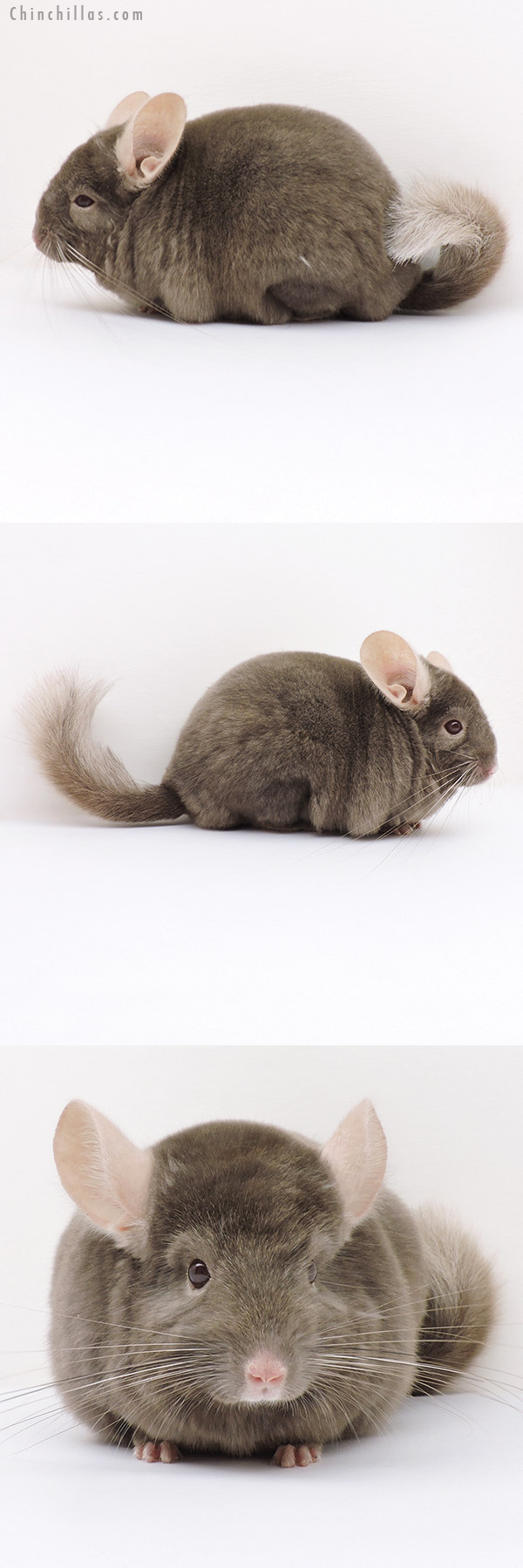 Chinchilla or related item offered for sale or export on Chinchillas.com - 16273 Top Show Quality Tan Male Chinchilla