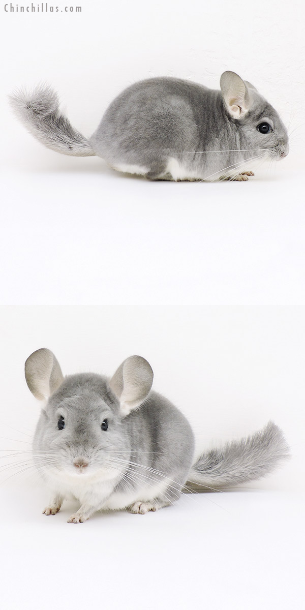 Chinchilla or related item offered for sale or export on Chinchillas.com - 16293 Show Quality Blue Diamond Male Chinchilla