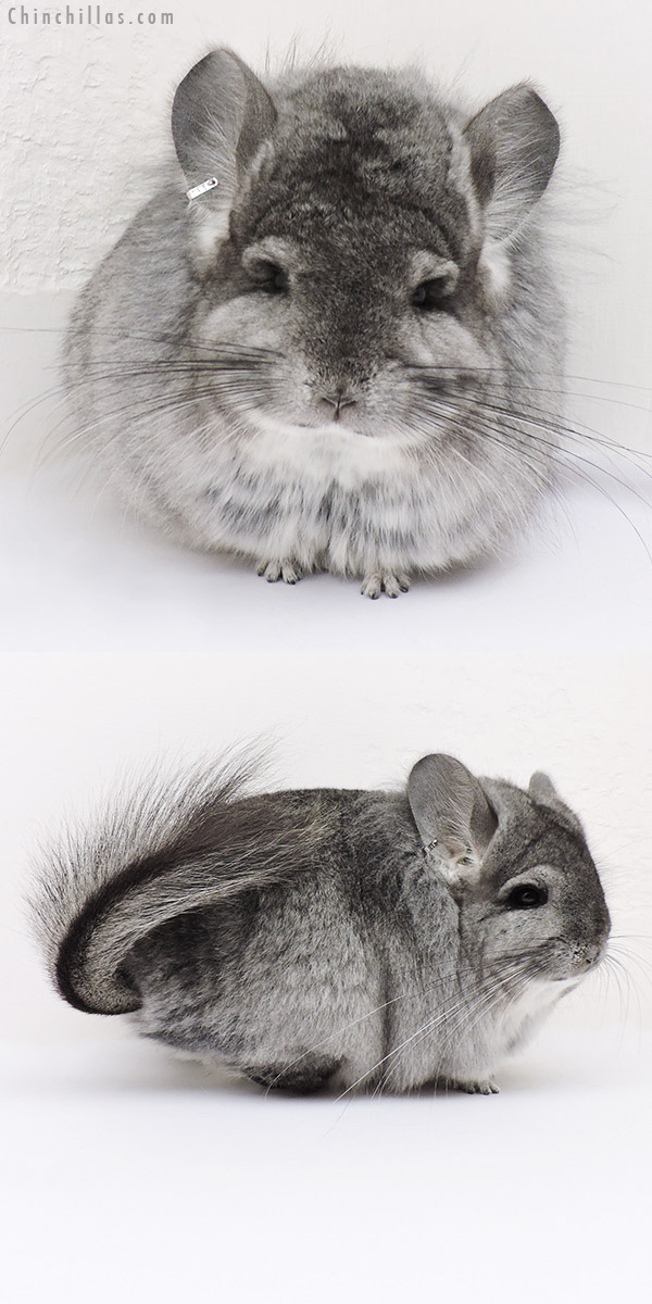 Chinchilla or related item offered for sale or export on Chinchillas.com - 16277 Standard  Royal Persian Angora Female Chinchilla with Lion Mane
