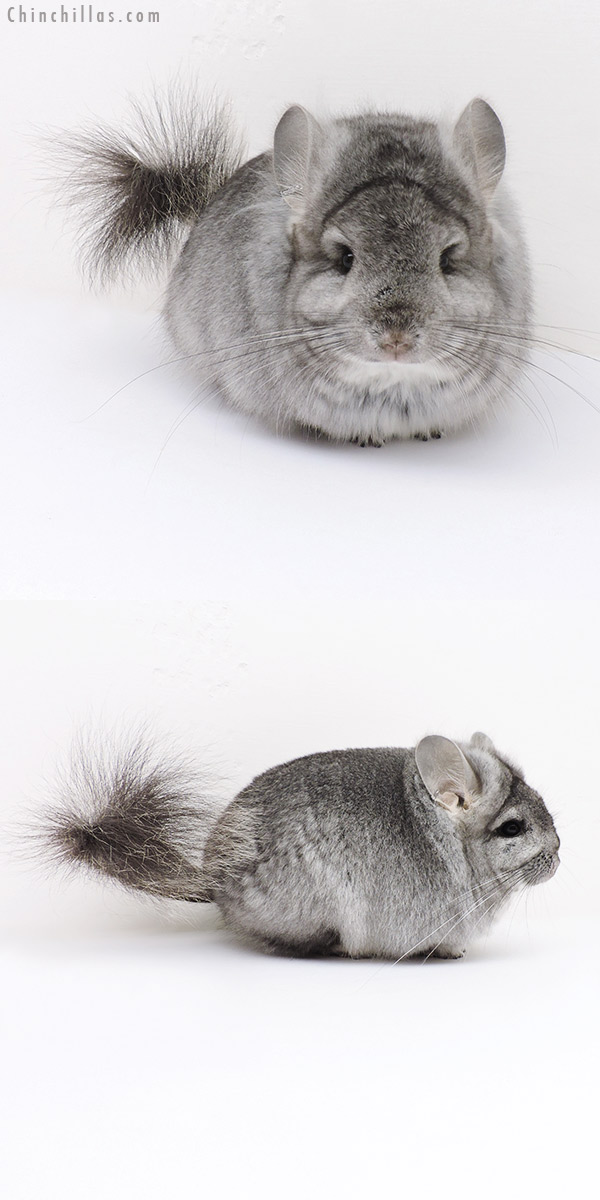 Chinchilla or related item offered for sale or export on Chinchillas.com - 16275 Standard  Royal Persian Angora Female Chinchilla