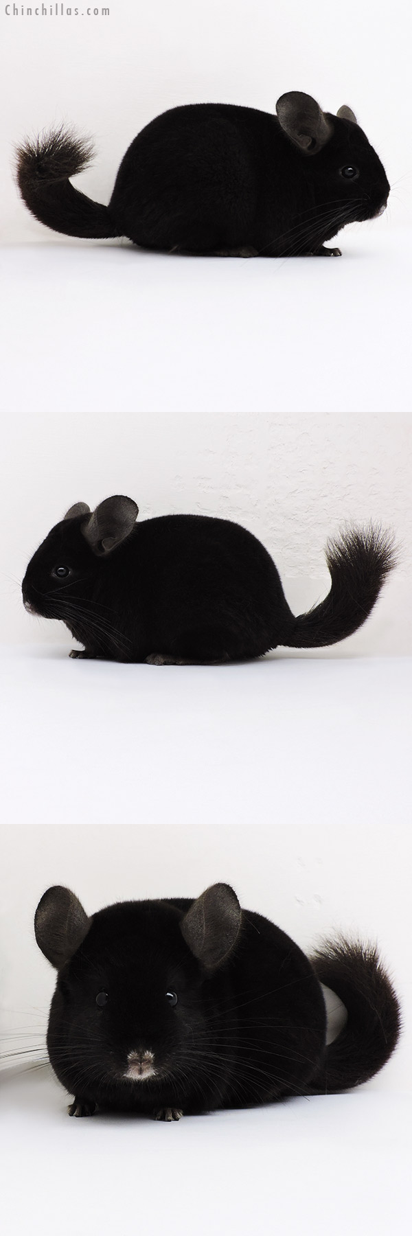 Chinchilla or related item offered for sale or export on Chinchillas.com - 16281 Premium Production Quality Ebony Female Chinchilla