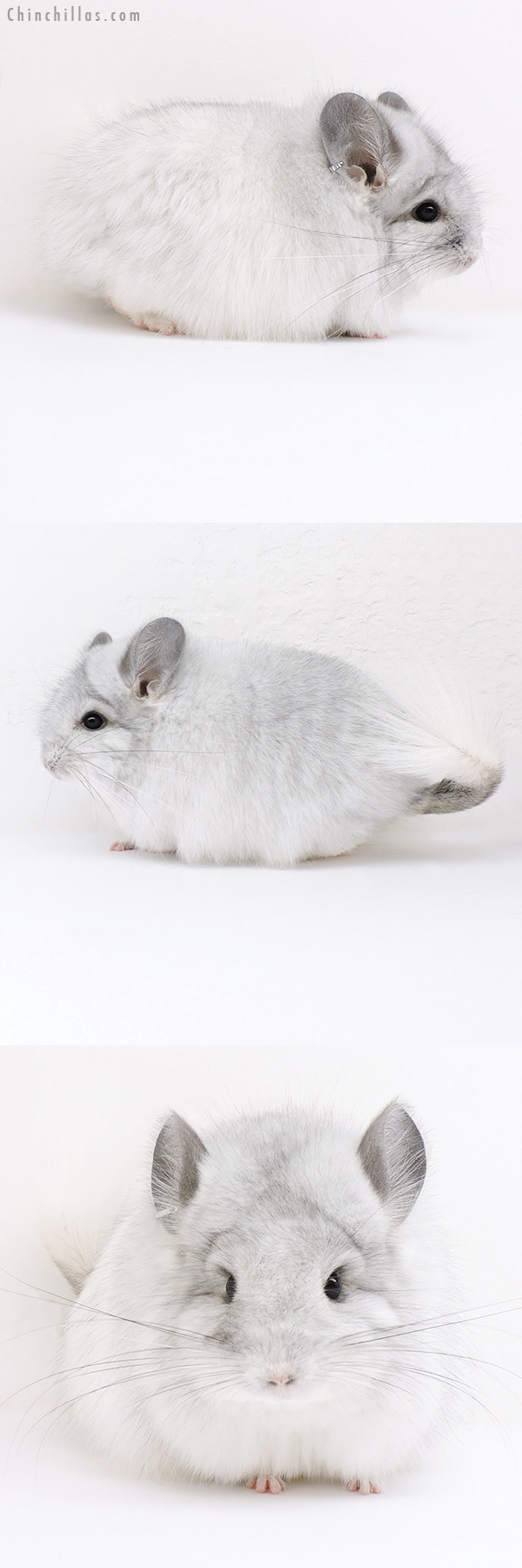 Chinchilla or related item offered for sale or export on Chinchillas.com - 16274 Silver Mosaic  Royal Persian Angora Female Chinchilla