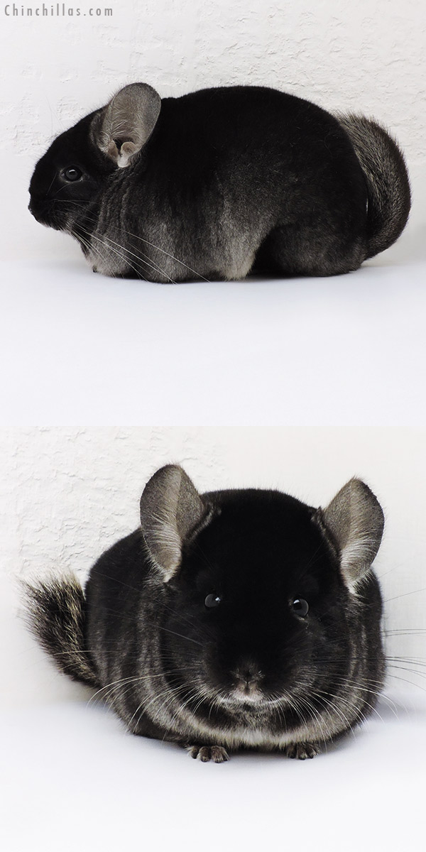 Chinchilla or related item offered for sale or export on Chinchillas.com - 16276 Large Premium Production Quality TOV Ebony Female Chinchilla