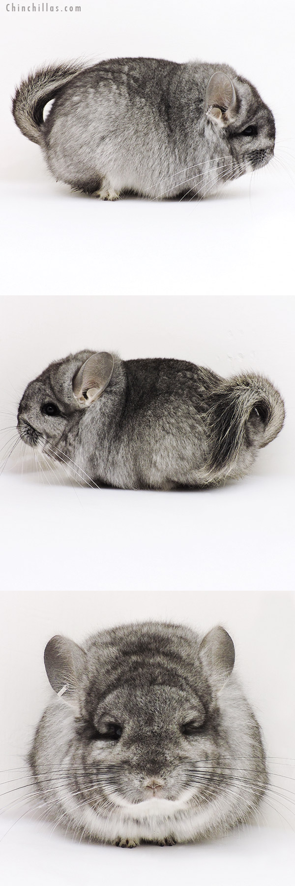 Chinchilla or related item offered for sale or export on Chinchillas.com - 16305 Exceptional Standard  Royal Persian Angora Male Chinchilla with Lion Mane