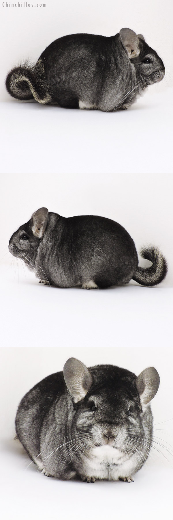 Chinchilla or related item offered for sale or export on Chinchillas.com - 16296 Extra Large Blocky Premium Production Quality Standard Female Chinchilla