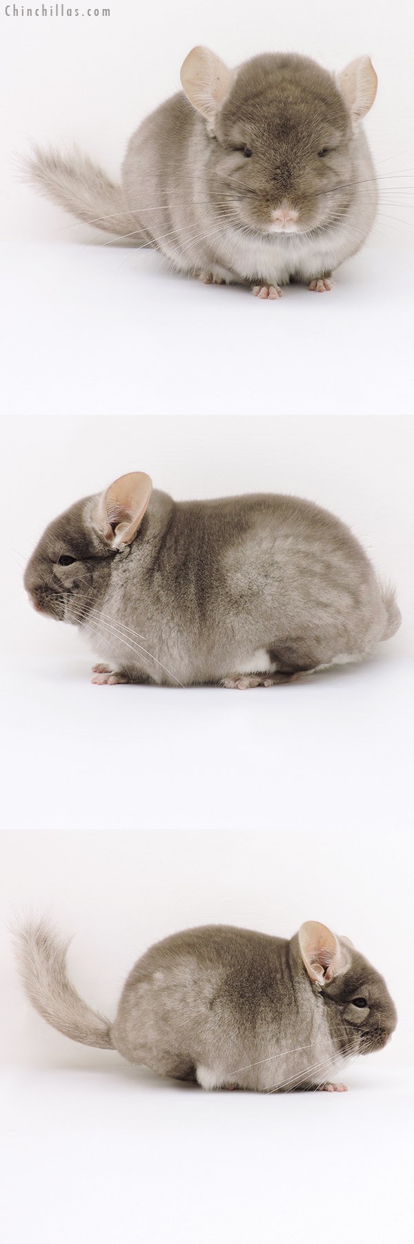 Chinchilla or related item offered for sale or export on Chinchillas.com - 16308 Show Quality Brevi Type TOV Beige / Brown Velvet Male Chinchilla