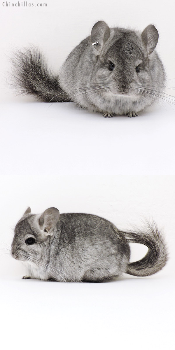 Chinchilla or related item offered for sale or export on Chinchillas.com - 16294 Standard  Royal Persian Angora Female Chinchilla