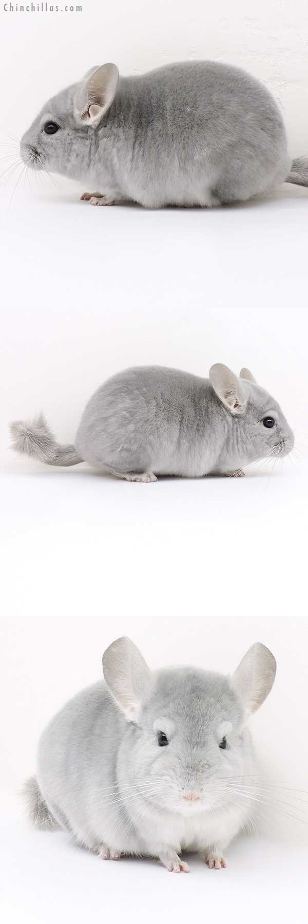 Chinchilla or related item offered for sale or export on Chinchillas.com - 16300 Premium Production Quality Blue Diamond Female Chinchilla