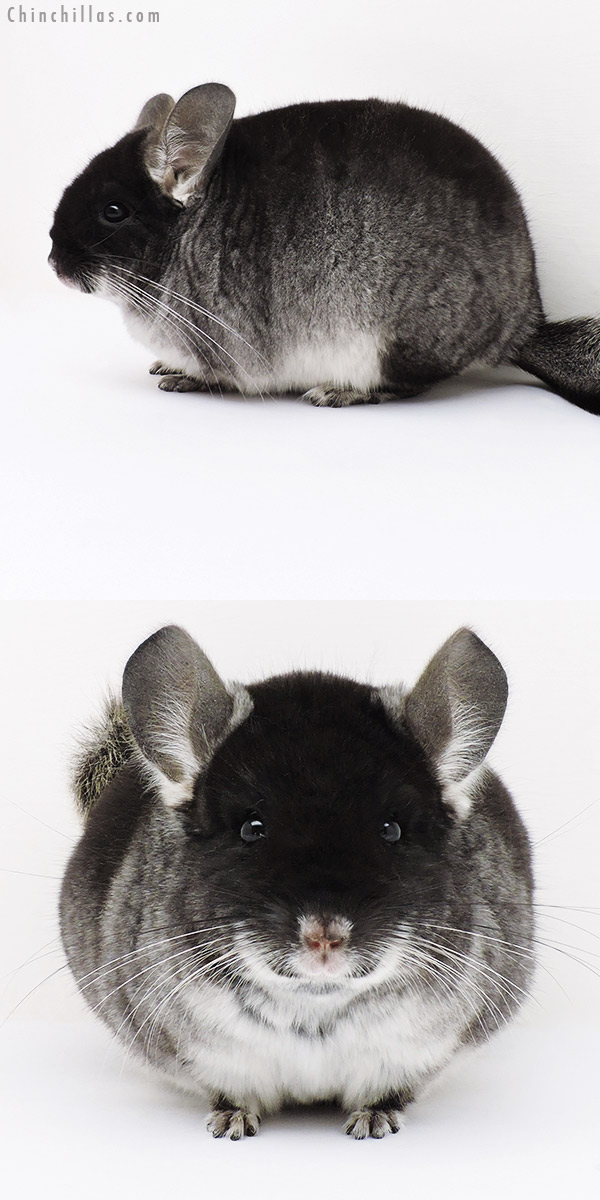 Chinchilla or related item offered for sale or export on Chinchillas.com - 16303 Blocky Show Quality Black Velvet Male Chinchilla