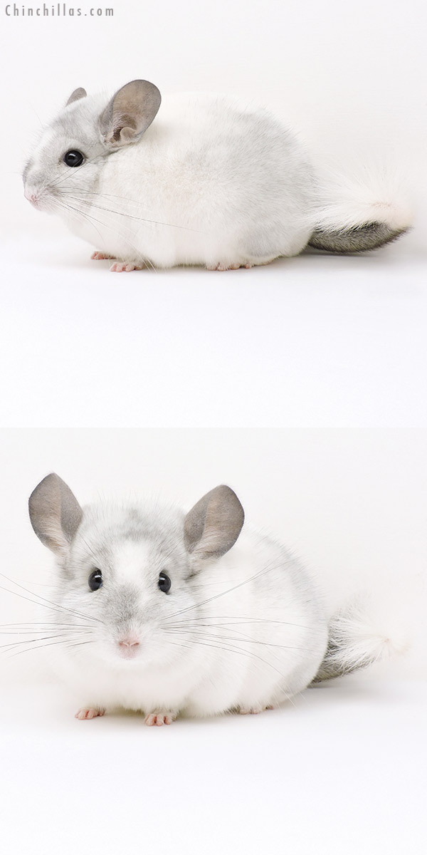 Chinchilla or related item offered for sale or export on Chinchillas.com - 16307 Show Quality White Mosaic Male Chinchilla