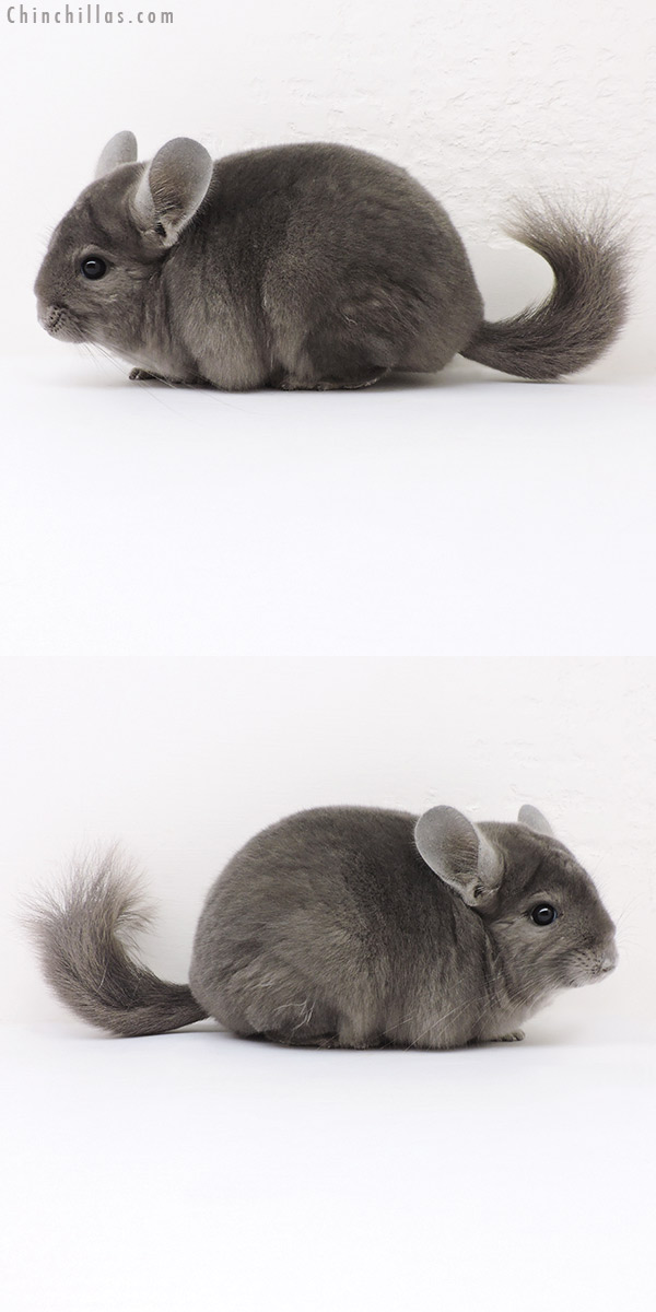 Chinchilla or related item offered for sale or export on Chinchillas.com - 16298 Premium Production Quality Wrap Around Violet Female Chinchilla
