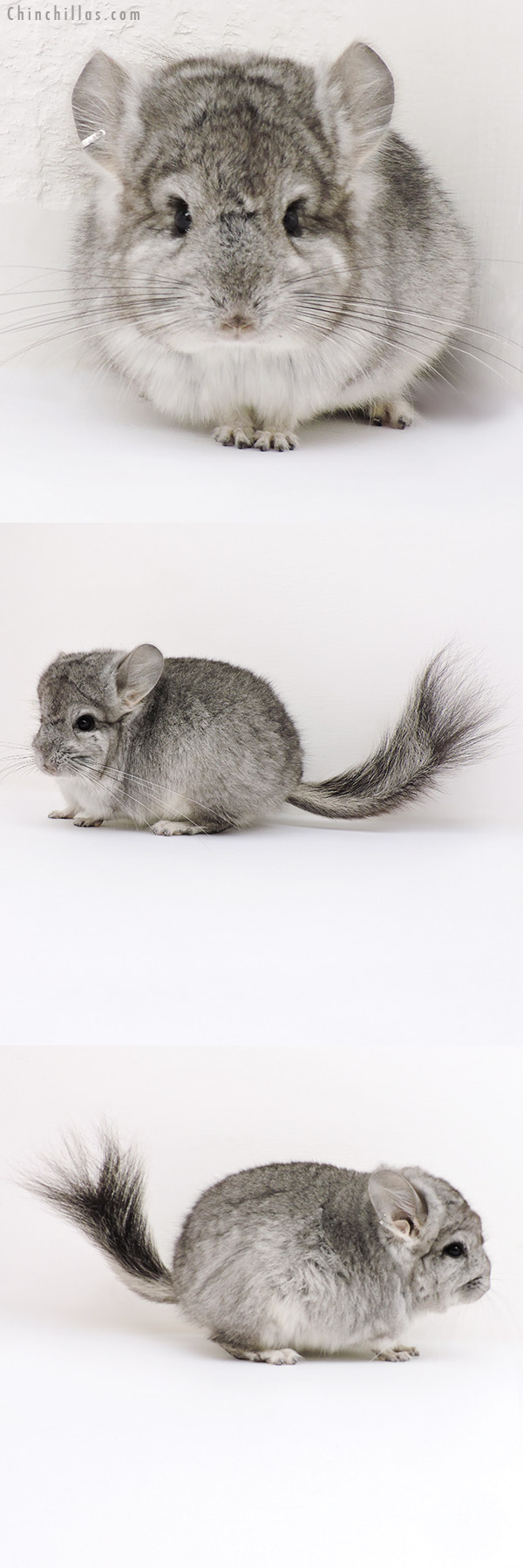 Chinchilla or related item offered for sale or export on Chinchillas.com - 16288 Standard  Royal Persian Angora Male Chinchilla