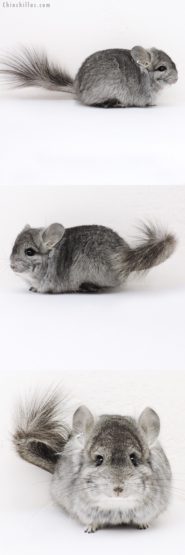 Chinchilla or related item offered for sale or export on Chinchillas.com - 16290 Standard  Royal Persian Angora Male Chinchilla