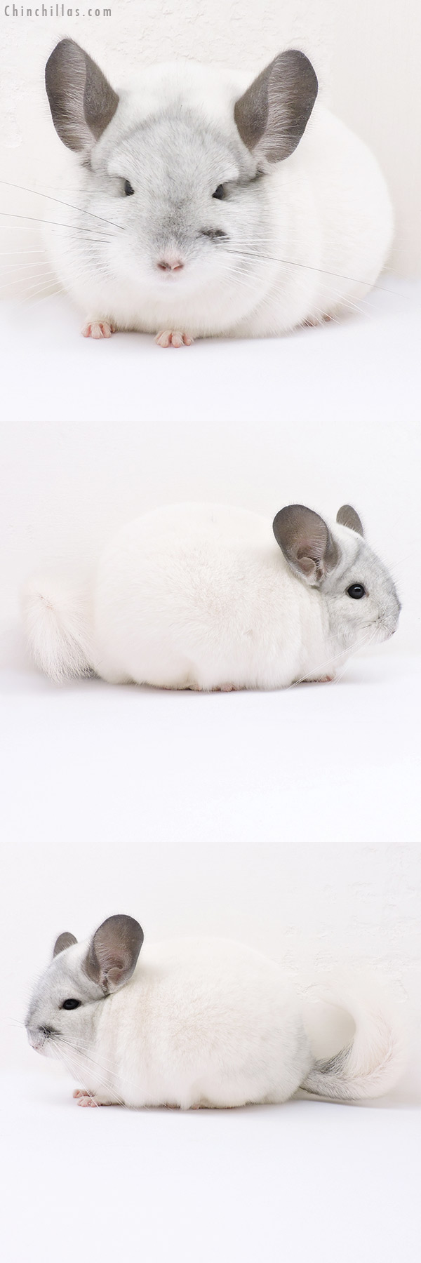 Chinchilla or related item offered for sale or export on Chinchillas.com - 16314 Herd Improvement Quality White Mosaic Male Chinchilla