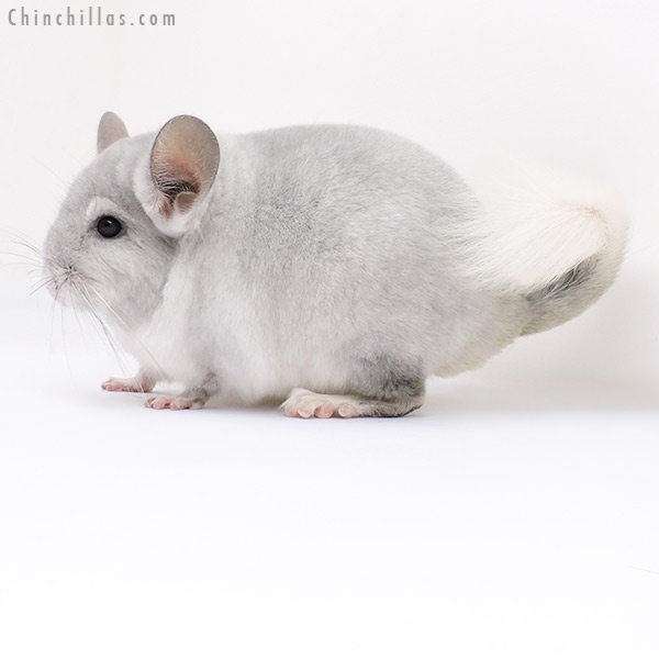 Chinchilla or related item offered for sale or export on Chinchillas.com - 16311 Show Quality Violet & White Mosaic Female Chinchilla