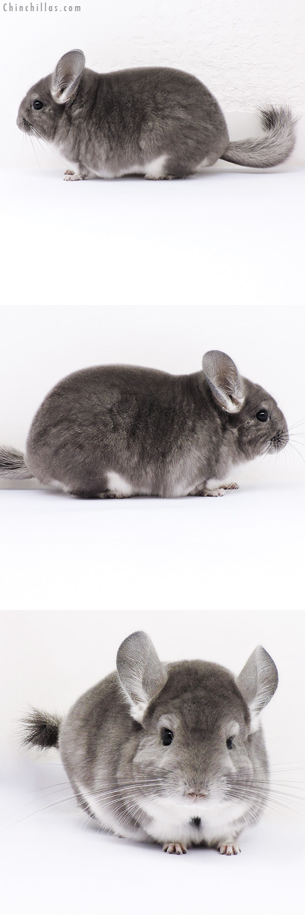 Chinchilla or related item offered for sale or export on Chinchillas.com - 16312 Premium Production Quality Violet Female Chinchilla