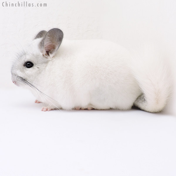 Chinchilla or related item offered for sale or export on Chinchillas.com - 16321 Show Quality Predominantly White Female Chinchilla