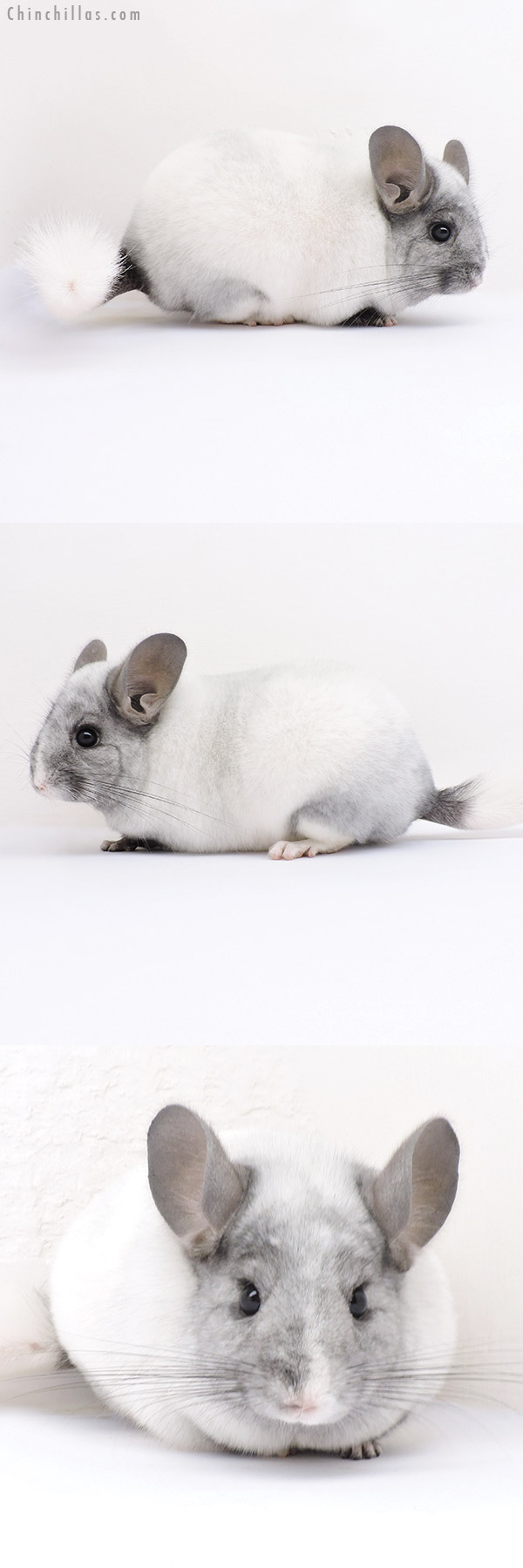 Chinchilla or related item offered for sale or export on Chinchillas.com - 16322 Show Quality Ebony & White Mosaic Female Chinchilla