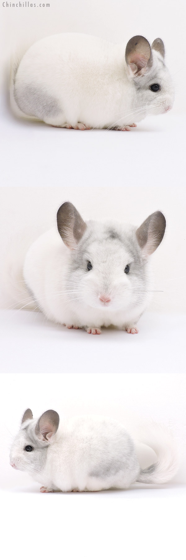 Chinchilla or related item offered for sale or export on Chinchillas.com - 16331 Top Show Quality White Mosaic Male Chinchilla