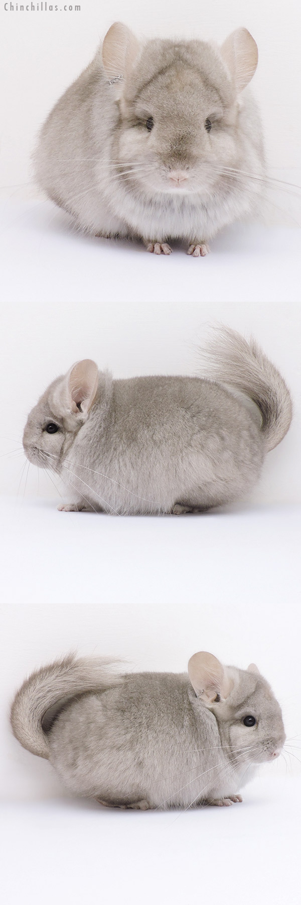 Chinchilla or related item offered for sale or export on Chinchillas.com - 16316 Beige ( Ebony Carrier )  Royal Persian Angora Female Chinchilla