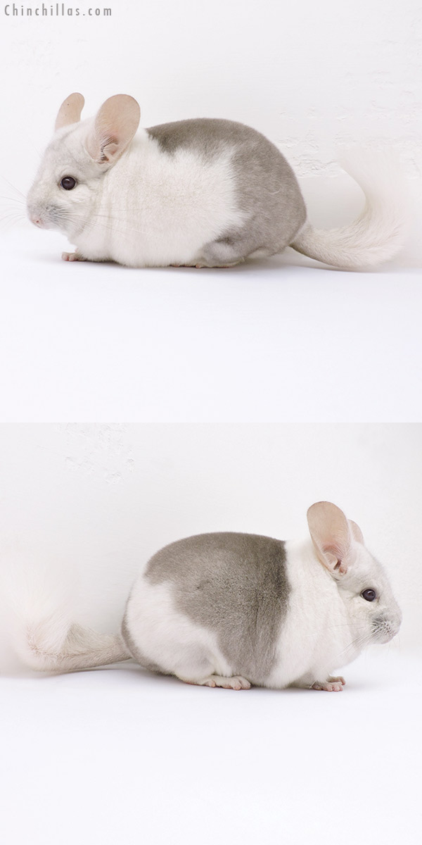 Chinchilla or related item offered for sale or export on Chinchillas.com - 16320 Premium Production Quality Extreme Beige & White Mosaic Female Chinchilla