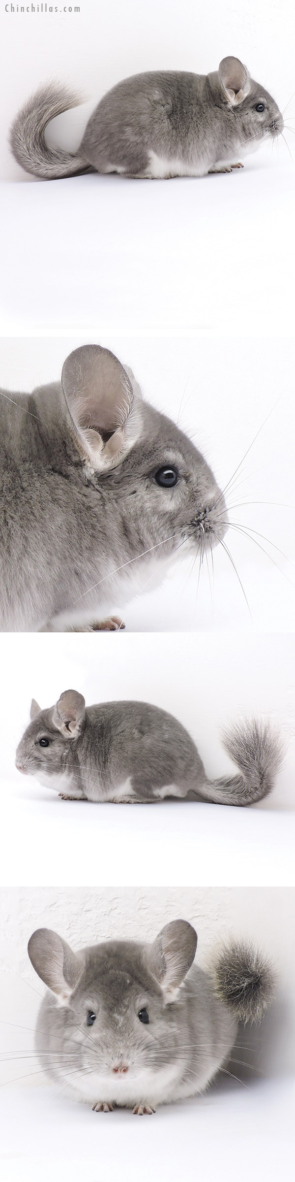 Chinchilla or related item offered for sale or export on Chinchillas.com - 16330 Violet Fading White Male Chinchilla