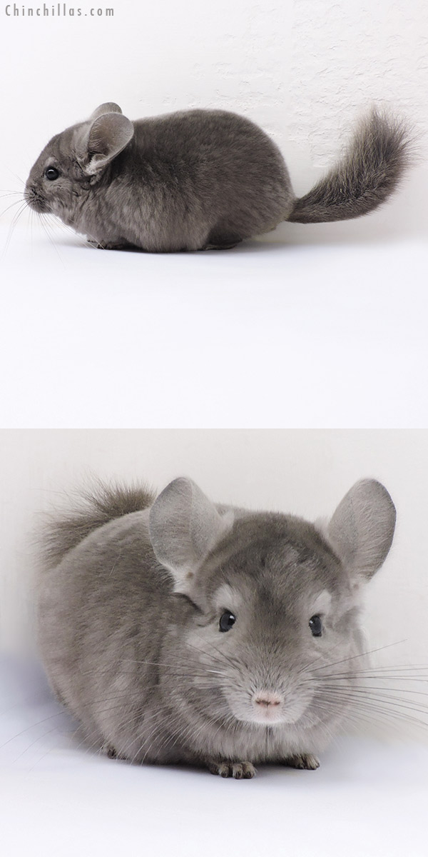 Chinchilla or related item offered for sale or export on Chinchillas.com - 16325 Show Quality Wrap Around Violet Male Chinchilla