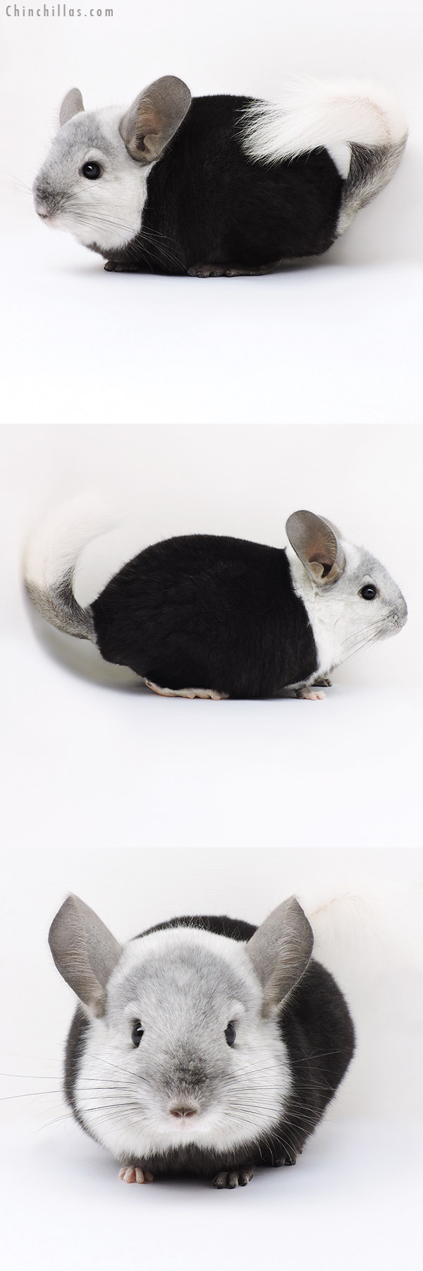 Chinchilla or related item offered for sale or export on Chinchillas.com - 16366 Extreme Ebony & White Mosaic ( Locken Carrier ) Male Chinchilla