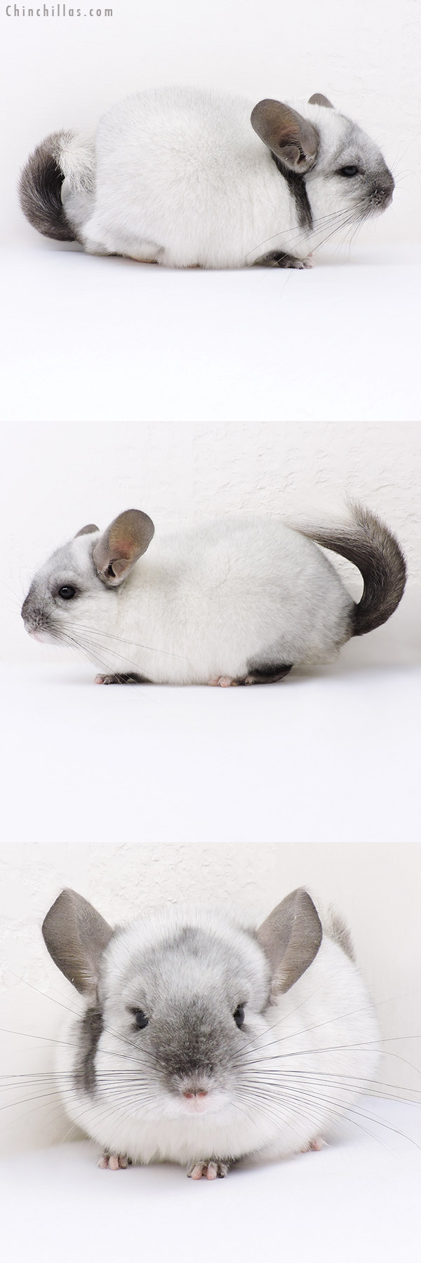 Chinchilla or related item offered for sale or export on Chinchillas.com - 16357 Ebony & White Mosaic ( Locken Carrier ) Female Chinchilla