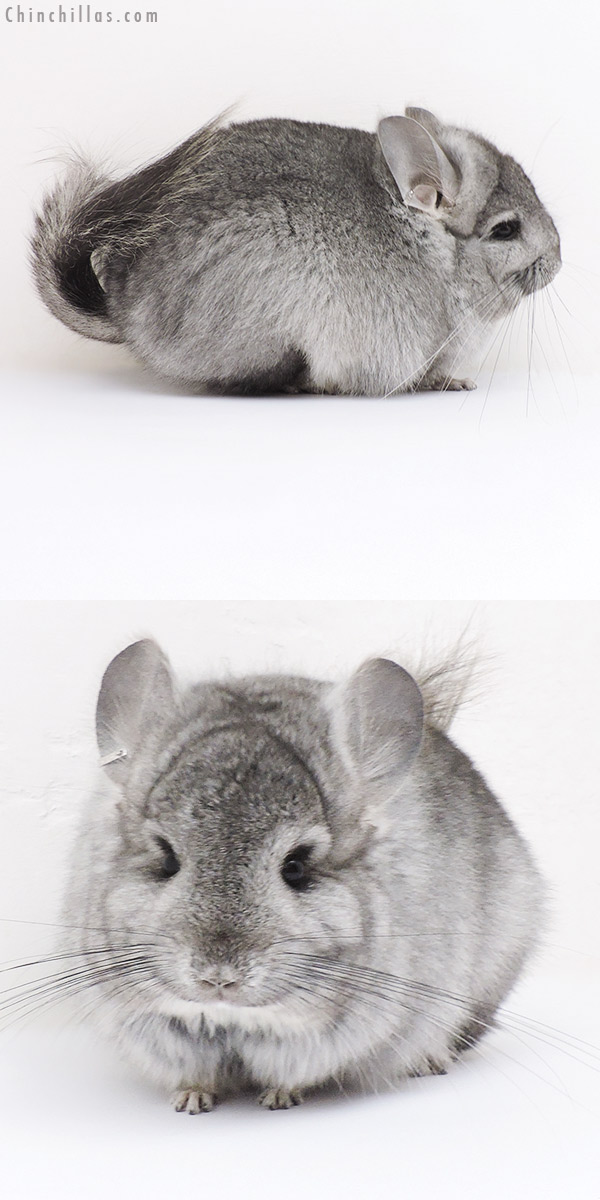 Chinchilla or related item offered for sale or export on Chinchillas.com - 16364 Standard ( Ebony Carrier )  Royal Persian Angora Male Chinchilla