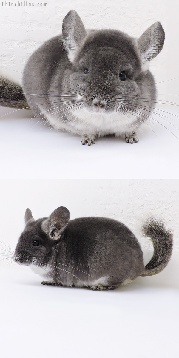 Chinchilla or related item offered for sale or export on Chinchillas.com - 16353 Premium Production Quality TOV Violet Female Chinchilla
