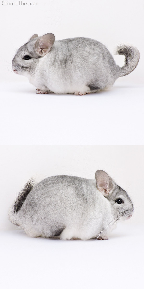 Chinchilla or related item offered for sale or export on Chinchillas.com - 16361 Large Blocky Show Quality Silver Mosaic Female Chinchilla