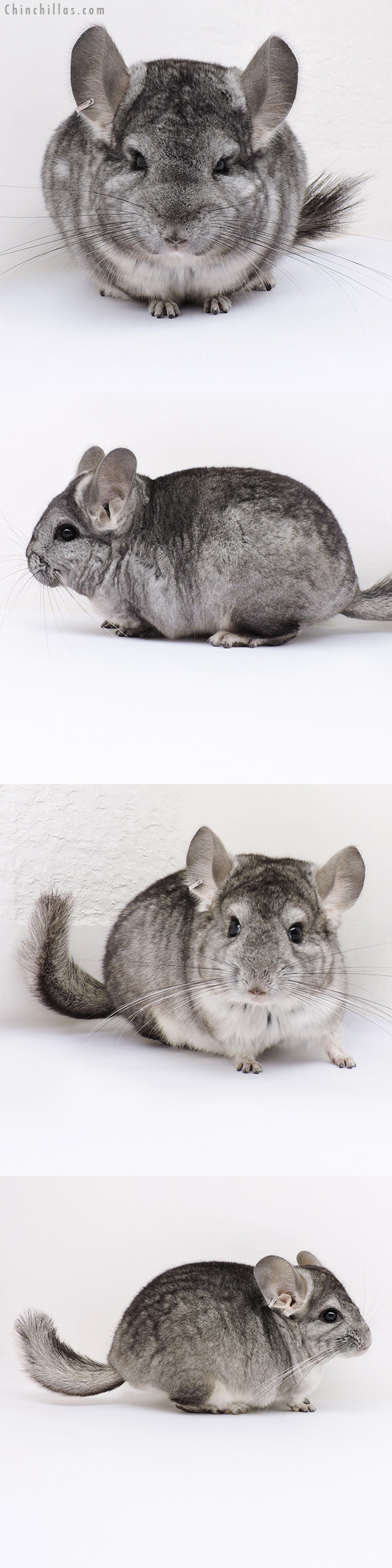 Chinchilla or related item offered for sale or export on Chinchillas.com - 16356 & 16365 Standard ( Royal Persian Angora & Violet Carrier) Pair