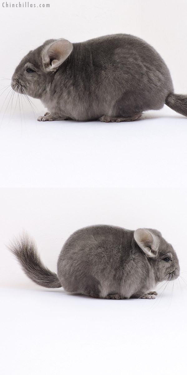 Chinchilla or related item offered for sale or export on Chinchillas.com - 16362 Top Show Quality Wrap Around Violet Male Chinchilla