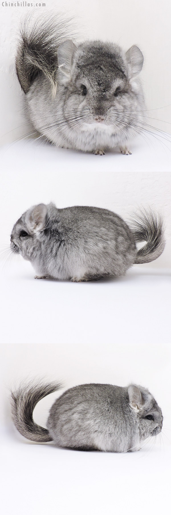 Chinchilla or related item offered for sale or export on Chinchillas.com - 16318 Standard ( Violet Carrier )  Royal Persian Angora Female Chinchilla