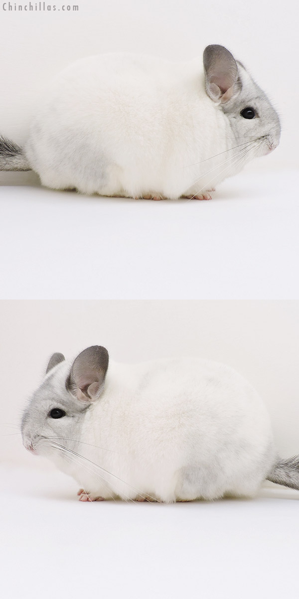 Chinchilla or related item offered for sale or export on Chinchillas.com - 17009 Large Blocky Show Quality White Mosaic Male Chinchilla