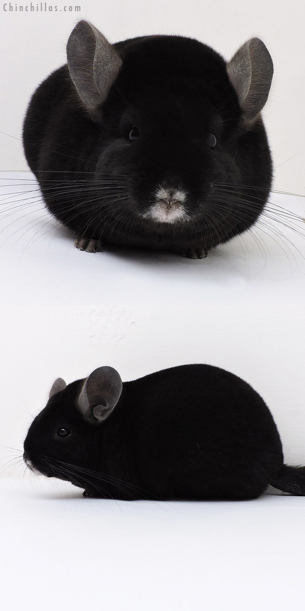 Chinchilla or related item offered for sale or export on Chinchillas.com - 17015 Premium Production Quality Ebony Female Chinchilla