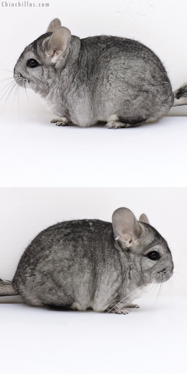 Chinchilla or related item offered for sale or export on Chinchillas.com - 17011 Standard (  Royal Persian Angora & Violet Carrier ) Female Chinchilla