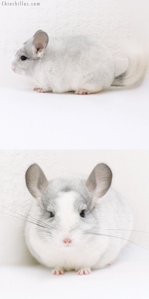Chinchilla or related item offered for sale or export on Chinchillas.com - 17012 Show Quality White Mosaic ( Violet Carrier ) Female Chinchilla