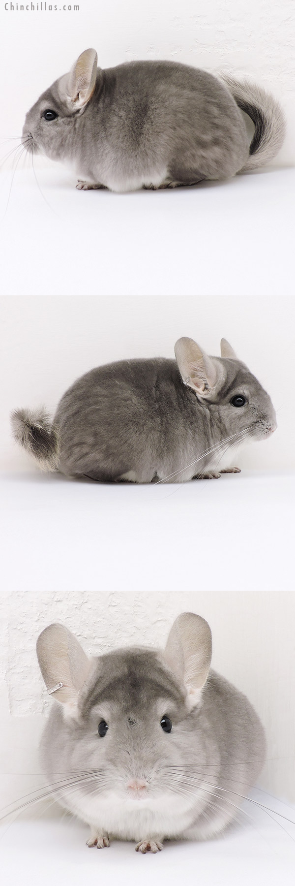 Chinchilla or related item offered for sale or export on Chinchillas.com - 17014 Violet (  Royal Persian Angora Carrier ) Female Chinchilla