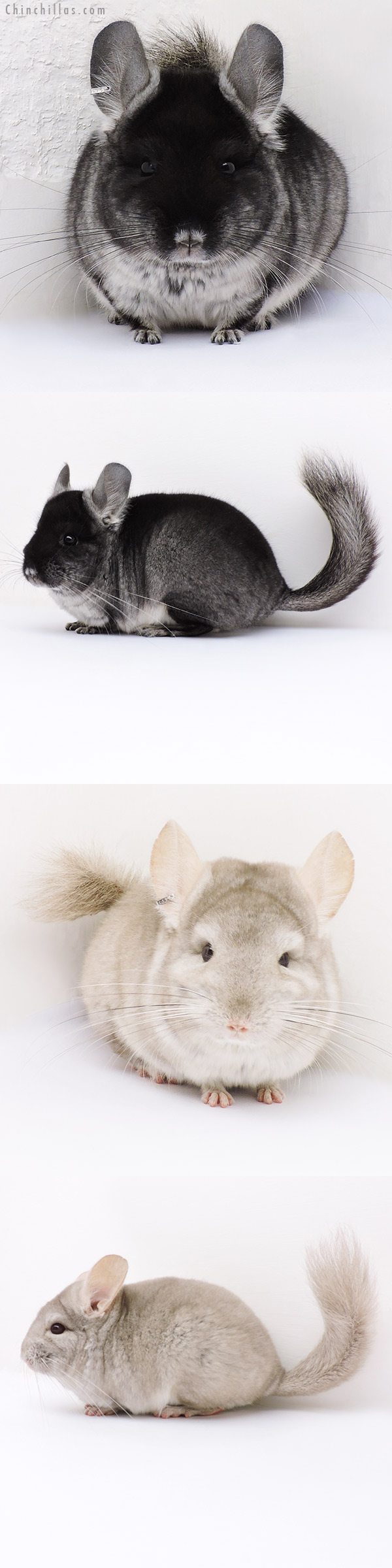 Chinchilla or related item offered for sale or export on Chinchillas.com - 16354 & 16367 Black Velvet & Beige (  Royal Persian Angora Carrier ) Pair