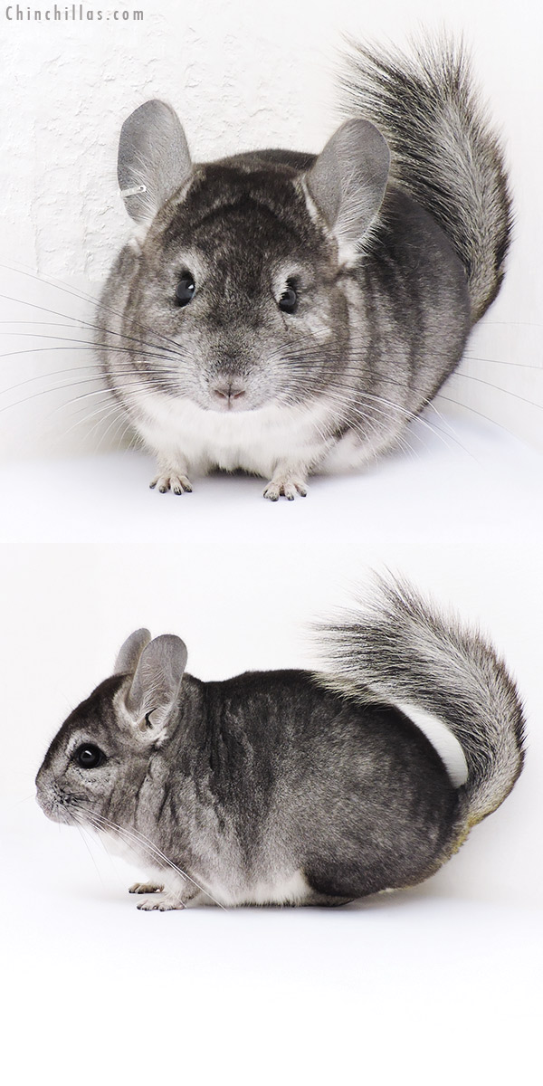 Chinchilla or related item offered for sale or export on Chinchillas.com - 16324 Standard (  Royal Persian Angora Carrier ) Male Chinchilla
