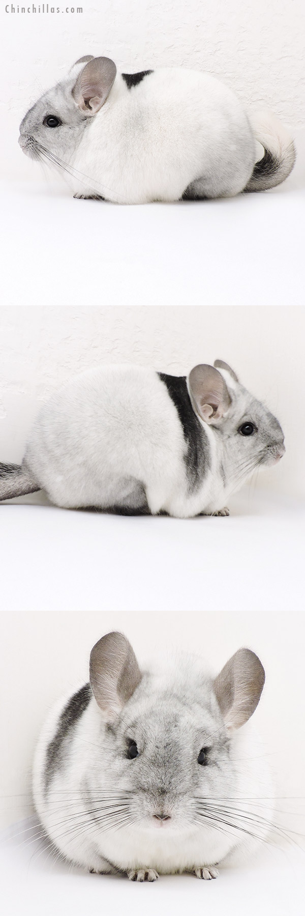 Chinchilla or related item offered for sale or export on Chinchillas.com - 17021 Large Blocky Premium Production Quality Unique White Mosaic Female Chinchilla