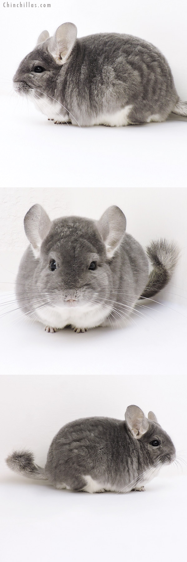 Chinchilla or related item offered for sale or export on Chinchillas.com - 17020 Large Blocky Premium Production Quality Violet Female Chinchilla
